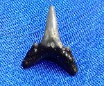Carcharias acutissimus (AGASSIZ 1843) - Bild © FossNet FossilienStore
